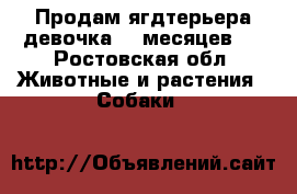 Продам ягдтерьера,девочка 10 месяцев.  - Ростовская обл. Животные и растения » Собаки   